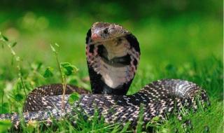 舟山眼镜蛇 舟山眼镜蛇